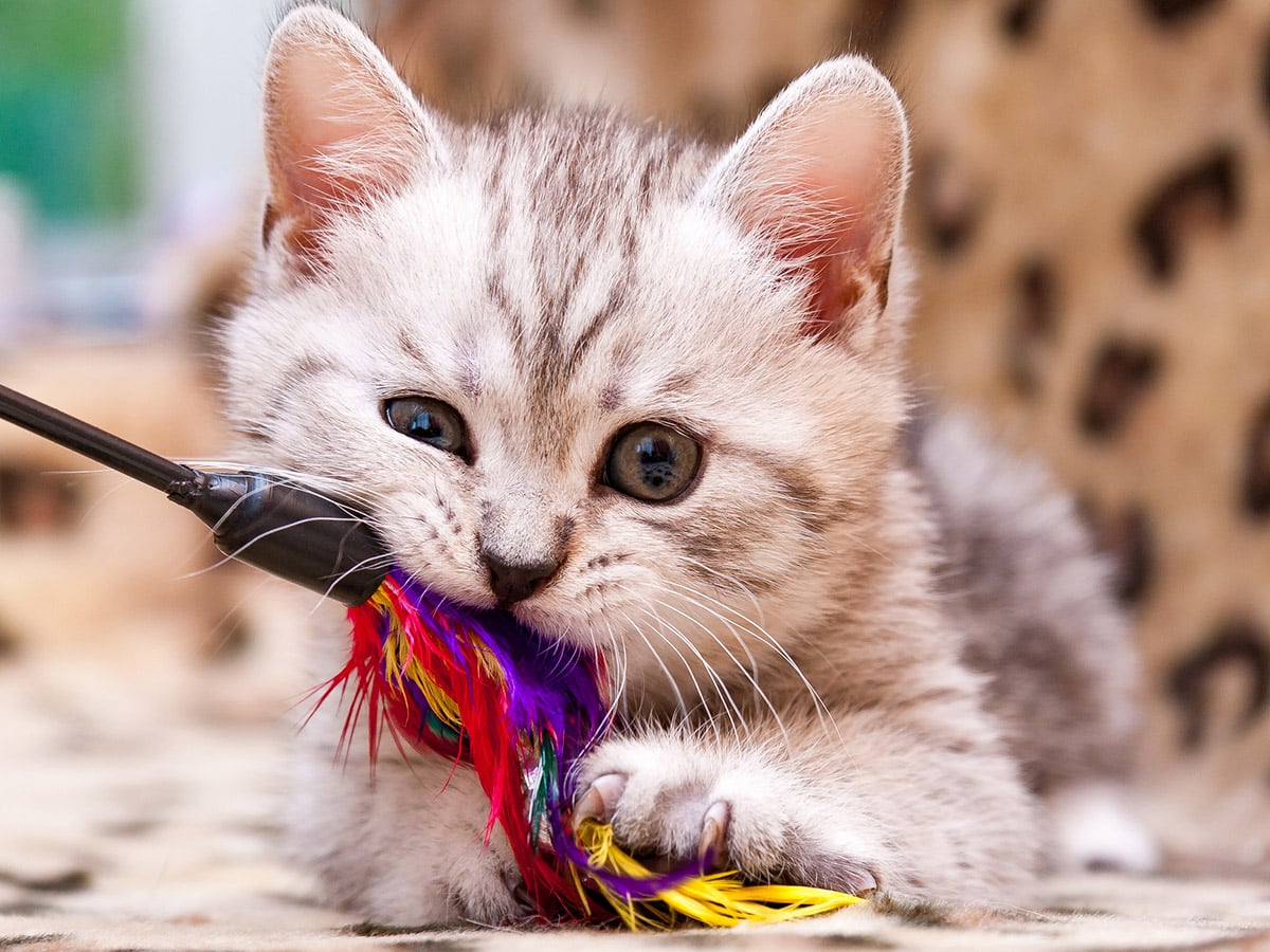 Why Your Pet Prefers the Cardboard Box Over the Smart Toy