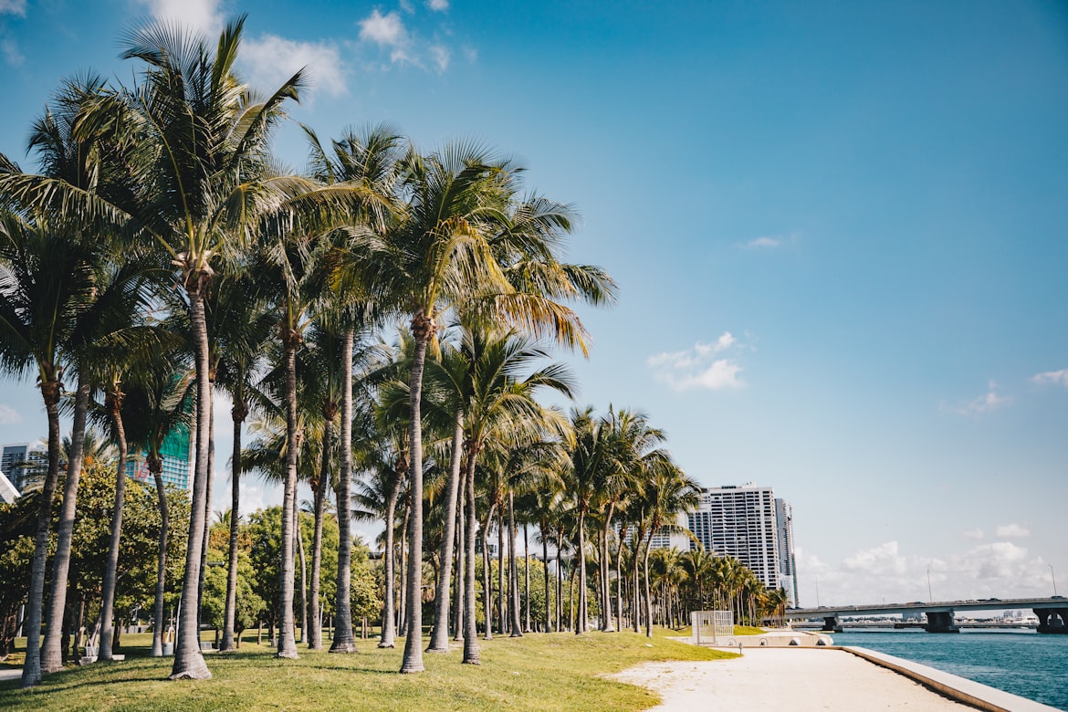 Coconut Grove's lush canopy