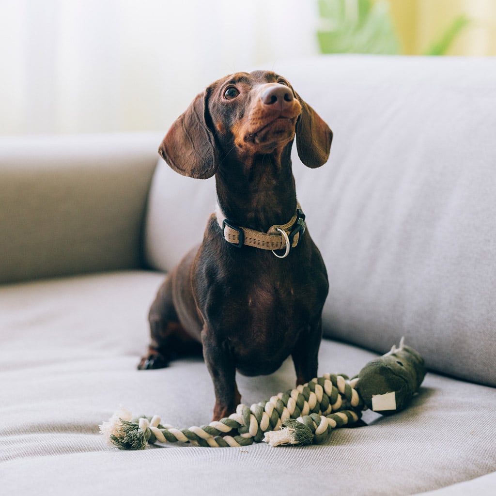Snuffle mat for dogs